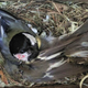A great tit preying on a pied flycatcher